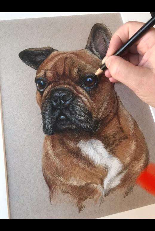 custom pet portrait, painting, french bulldog portraits uk