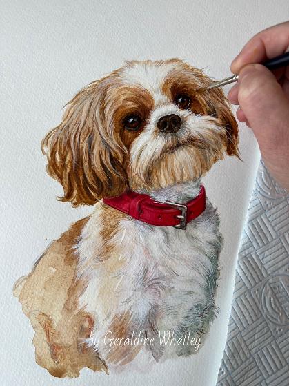 Shih Tzu watercolour painting white background
