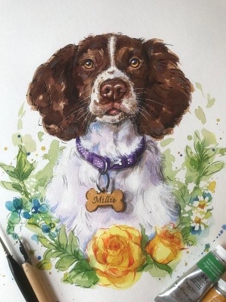 springer spaniel watercolour, dog portrait